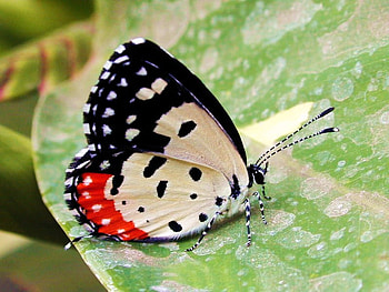 Lovely hairstreak, white, black, green, red, ivory, leaf, hairstreak HD wallpaper