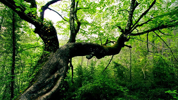 Tree, entertainment, other, technology, nature, forest HD wallpaper