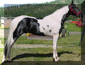 Handsome Tobiano, tobiano, paint, equus, horse HD wallpaper