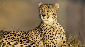 Cheetah, Exotic creature, Graceful movements, Wild beauty HD wallpaper
