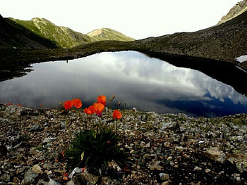 lonely poppy, lonely, poppy HD wallpaper