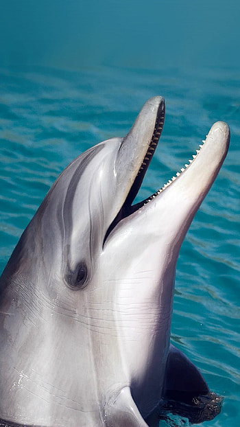 Dolphin leaps, Oceanic creatures, Playful marine life, Underwater elegance HD phone wallpaper