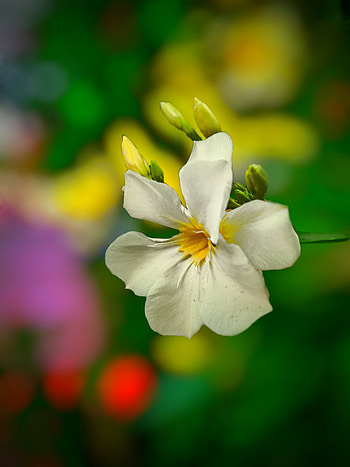 Flower, natural_landscape, petal, graphy HD phone wallpaper