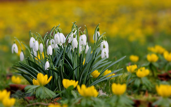 Flowers, Grass, Snowdrops, Macro, Blur, Smooth HD wallpaper