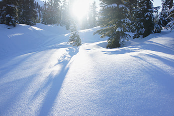 Winter, Nature, Trees, Snow, Drifts, Sunlight HD wallpaper