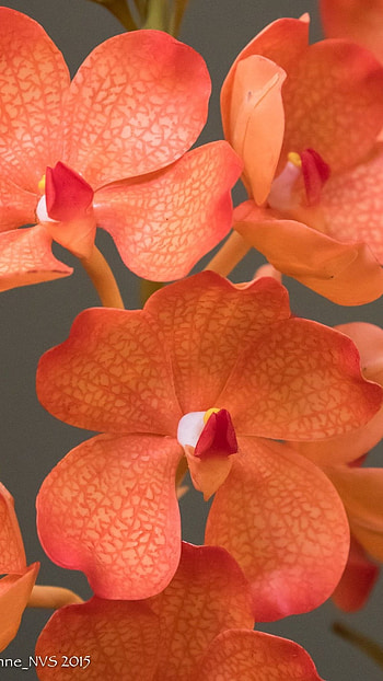 Vanda Orchid, Orange HD phone wallpaper