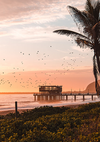 Nature, Birds, Sea, Beach, Coast, Pier HD phone wallpaper