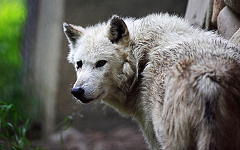 Animals, Predator, Color, Wolf, Dirty HD wallpaper