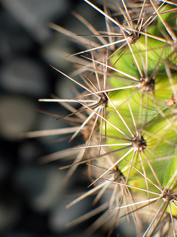 Needle, Plant, Macro, Cactus HD phone wallpaper