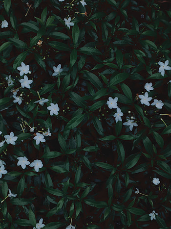 graphy, daun, alam, bunga HD phone wallpaper