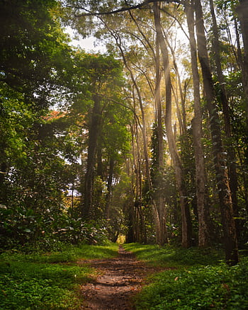 Discover the tranquility of a lush forest path bathed in sunlight, ideal for and nature themes. HD phone wallpaper