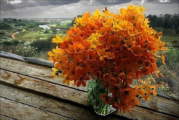 window, bouquet, rural, flower HD wallpaper