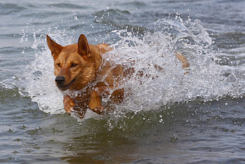 Dog, playing, pretty, cute, beautiful, water HD wallpaper