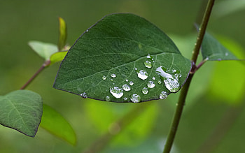 Background, Leaves, Drops HD wallpaper