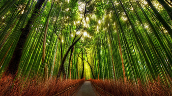 Bamboo forest , Nature's wonder, Vibrant plants, backgrounds HD wallpaper