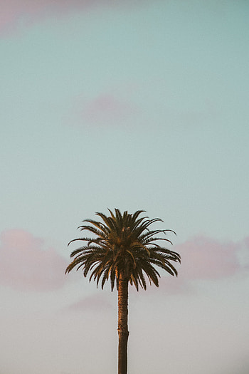 Sky, Minimalism, Palm, Tropics HD phone wallpaper