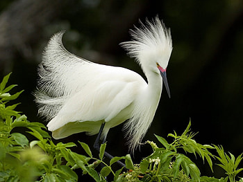 Snowy Egret, green plants, bird HD wallpaper