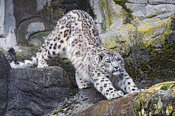Animals, Snow Leopard, Rocks, Predator, Big Cat HD wallpaper