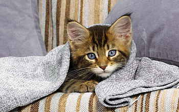 Animals, Kitty, Kitten, To Lie Down, Lie, Sight, Opinion, Sofa HD wallpaper