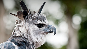 Harpy Eagle, animal, bird, harpy, eagle HD wallpaper