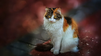 Cute kitten, Cat, Autumn, Kitten, Cute HD wallpaper