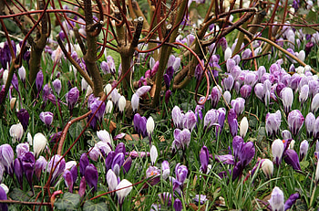 Flowers, Bush, Branches, Spring, Crocuses HD wallpaper