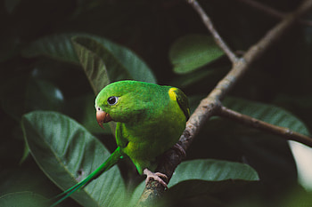 Animals, Parrots, Bird, Branch, Budgerigar, Wavy Parrot HD wallpaper