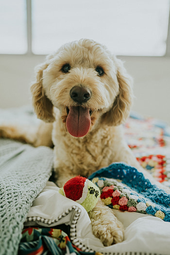 Animals, Dog, Muzzle, Sight, Opinion, Protruding Tongue, Tongue Stuck Out HD phone wallpaper