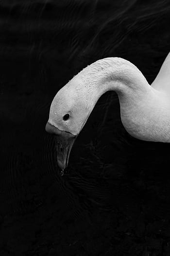 Elegant black and white close-up of a swan with water droplets on its beak. HD phone wallpaper