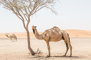 Camel , backgrounds HD wallpaper