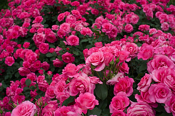 Pink Rose, Rose Bush, Rose, Nature, , Flower, Pink Flower, Flowers HD wallpaper