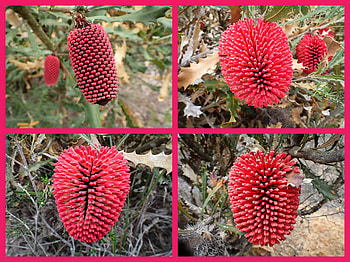 FLOWER COLLAGE, FLOWER, NATURE, COLLAGE HD wallpaper