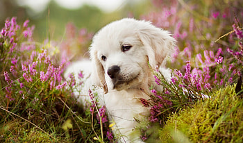 Golden retriever beauty, Ultra , Mesmerizing backgrounds, Nature's wonders HD wallpaper