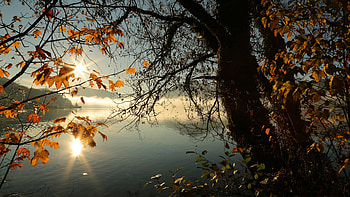 Autumn Tree Lake Sunbeams Morning , autumn, lake, tree, nature HD wallpaper