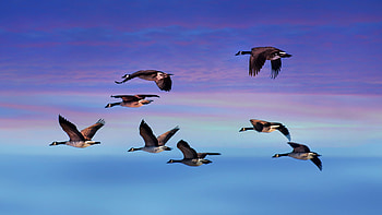 Majestic Canada geese, backgrounds, Wondrous wildlife, Nature's beauty HD wallpaper