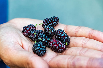 Mulberry recipes, Backyard harvest, Creative uses, Culinary delights HD wallpaper