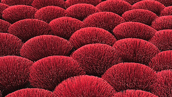 Flowering Plants Petal Field, flowers, graphy, field HD wallpaper