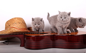 Kittens, kitten, grey, guitar, cute, cat, pisica, instrument, brown, hat HD wallpaper
