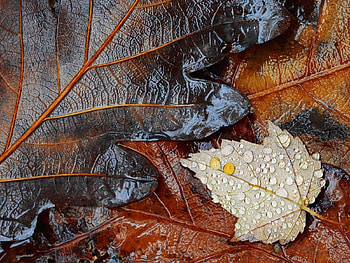 Plants, Background, Leaves, Drops HD wallpaper