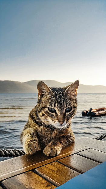 A curious tabby cat poses by a tranquil lake with mountains in the background. HD phone wallpaper