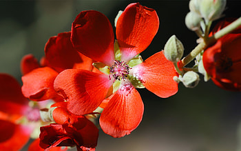 Plants, Flowers HD wallpaper