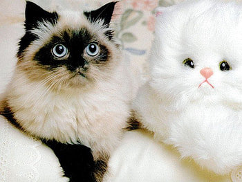 Precious eyes, animal, kitten, toy, cat, eye HD wallpaper