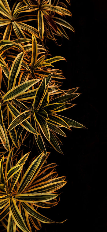 Nature, Leaves, Plant, Macro, Stripes, Streaks HD phone wallpaper