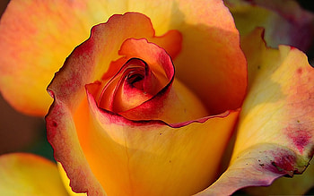 Rose, Orange, Flower, Red HD wallpaper