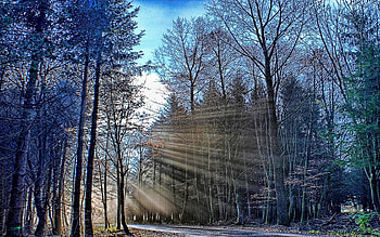 FOREST SUNLIGHT, blue, pathway, silver rods, sunlight, sunrays, trees, sunbeams, forest HD wallpaper
