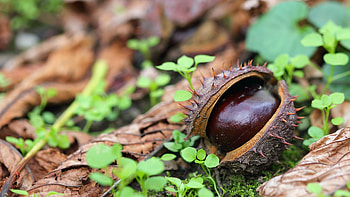 Chestnut tree, 10 , Nature HD wallpaper