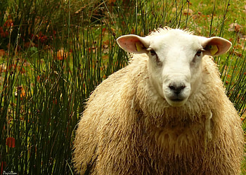 Nature's sheep, Herd in the wild, -roaming animals, Natural environment HD wallpaper