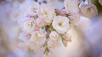 Plants, Flowers HD wallpaper