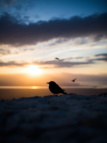 Dark, Silhouette, Bird, Blur, Smooth, Outlines HD phone wallpaper