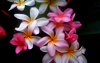 Earth flower, Pink frangipani, Close-up beauty, Tranquil backdrop HD wallpaper